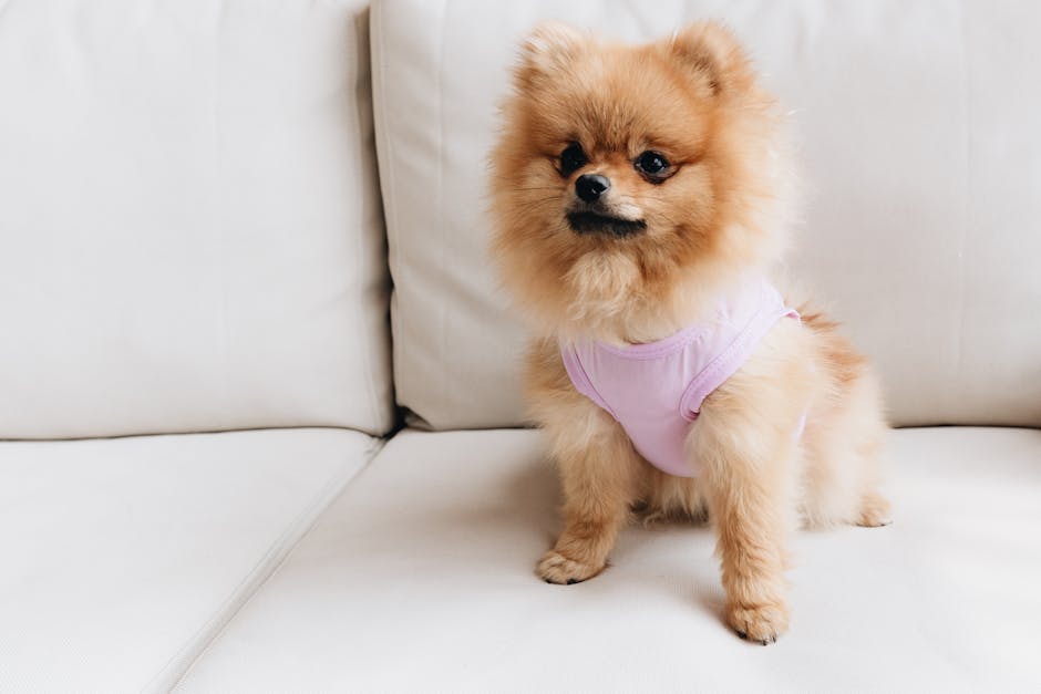 Tips for grooming small dog breeds