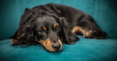The Benefits of Owning a Small Dog