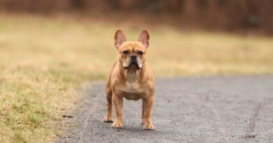 Tips for Traveling with Your Little Dog