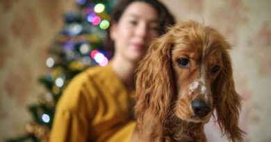 Preparing Your Home for a New Small Dog